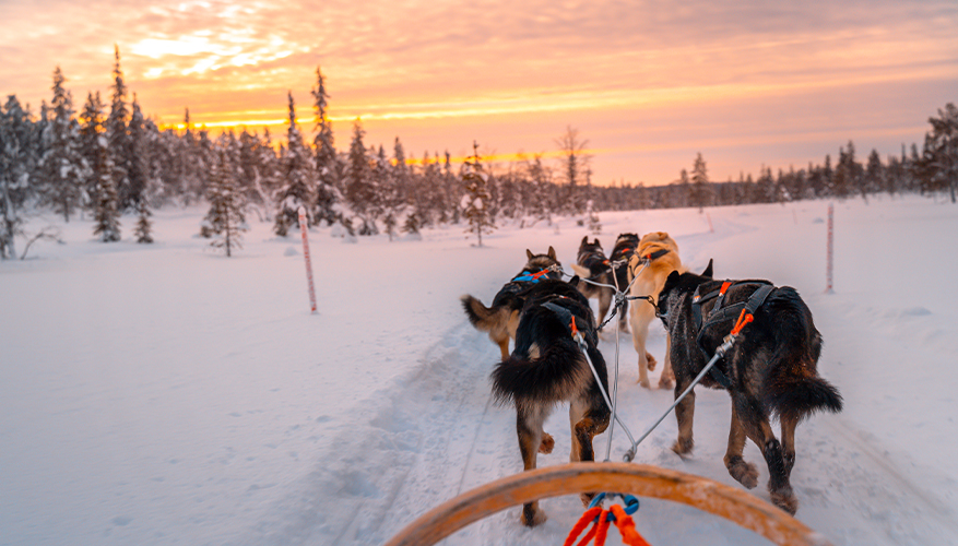 Husky Sled Riding, Finland